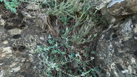 Allure-of-fresh-wild-thyme-thriving-in-Tazakka-National-Park,-Morocco