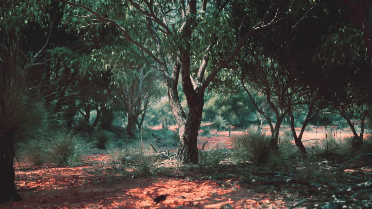 paisaje de bosque de arbusto australiano