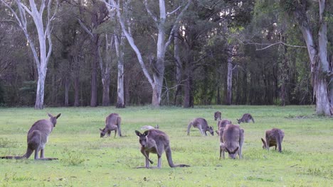 kangaroos interacting and feeding in a lush green forest