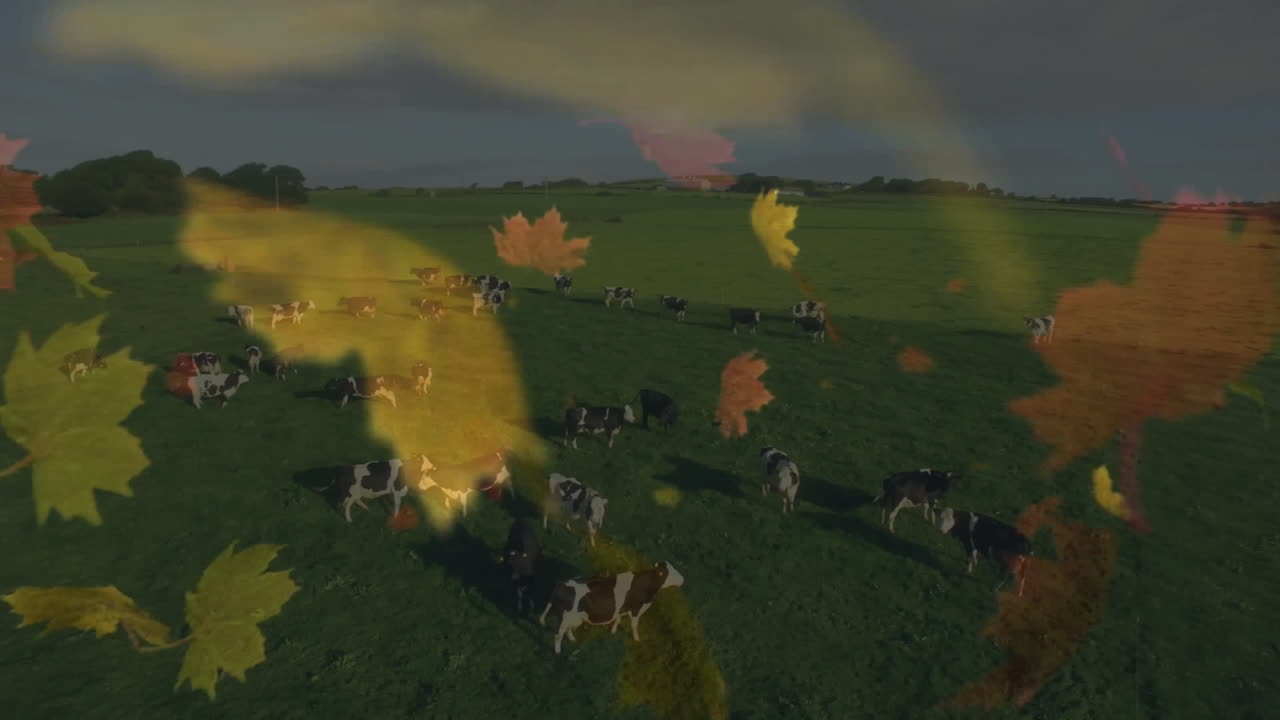 Cows grazing in green field with autumn leaves animation over scene