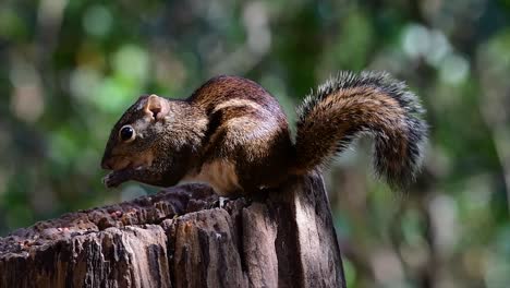 The-Indochinese-Ground-Squirrel-is-commonly-found-in-Thailand-just-about-anywhere-it-can-thrive