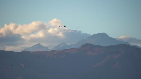 imágenes en cámara lenta de pájaros en vuelo