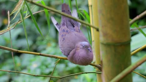comportamiento inusual de la paloma manchada en la rama de un árbol