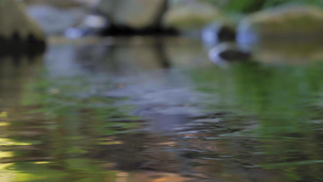 water flowing in a creek - macro focus on the foreground