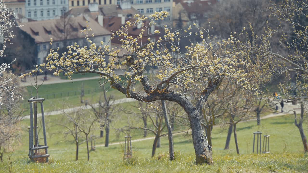프라하 의 페트린 언덕 에서 꽃 을 피우는 과일 나무 들