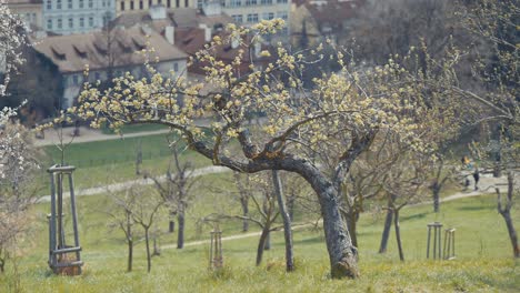 Blühende-Obstbäume-Auf-Dem-Petrin-Hügel-In-Prag