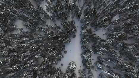 Aerail-top-down-shot-of-snow-covered-trees-in-the-Colorado-Rocky-Mountains