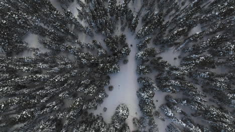 toma aérea de arriba hacia abajo de árboles cubiertos de nieve en las montañas rocosas de colorado