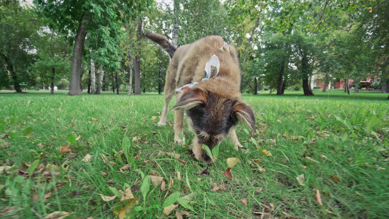Dog Sniffing Ground as Walking on Green Lawn in Park