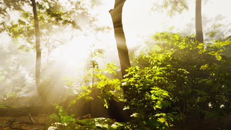 The-verdant-forest-glows-under-the-warmth-of-the-sun