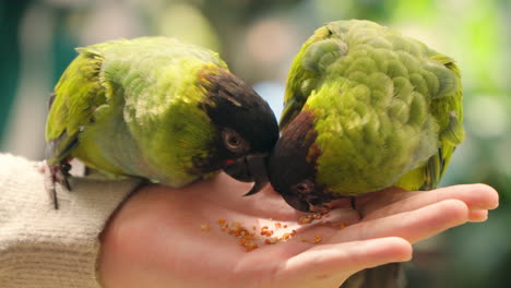 dos loros nanday comiendo semillas de la mano de una mujer en el zoológico de mascotas - movimiento lento de primer plano