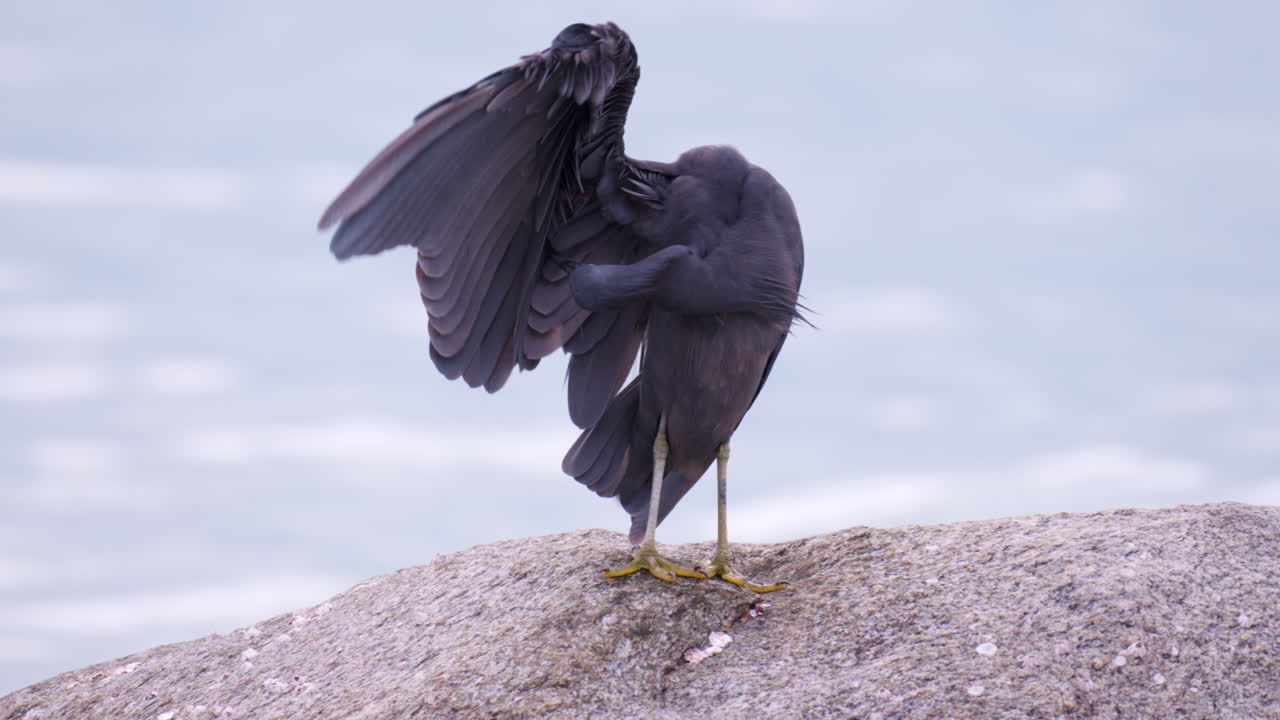 la garza de arrecife del pacífico limpiando plumas o prendas - primer plano