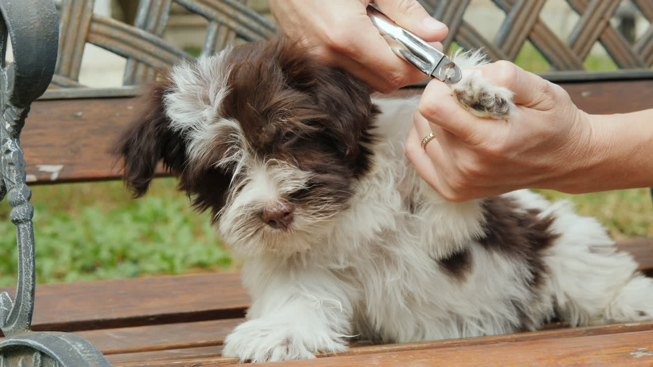 강아지 발톱 다듬기