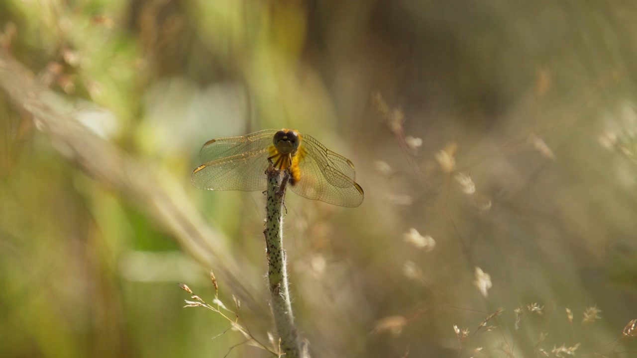 Libellula scarlatta posata su uno stelo di pianta che spicca il volo in un prato, frontale con teleobiettivo