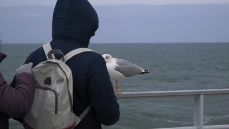 la gaviota observa a la gente empacando una mochila desde una barandilla junto al agua