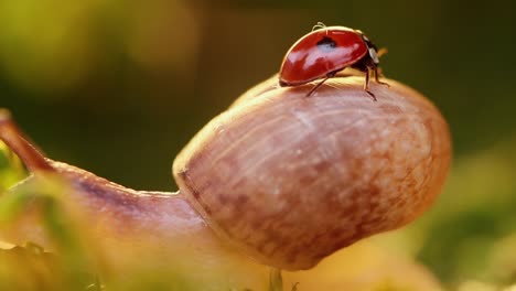 close-up wildlife of a snail and ladybug in the sunset sunlight.