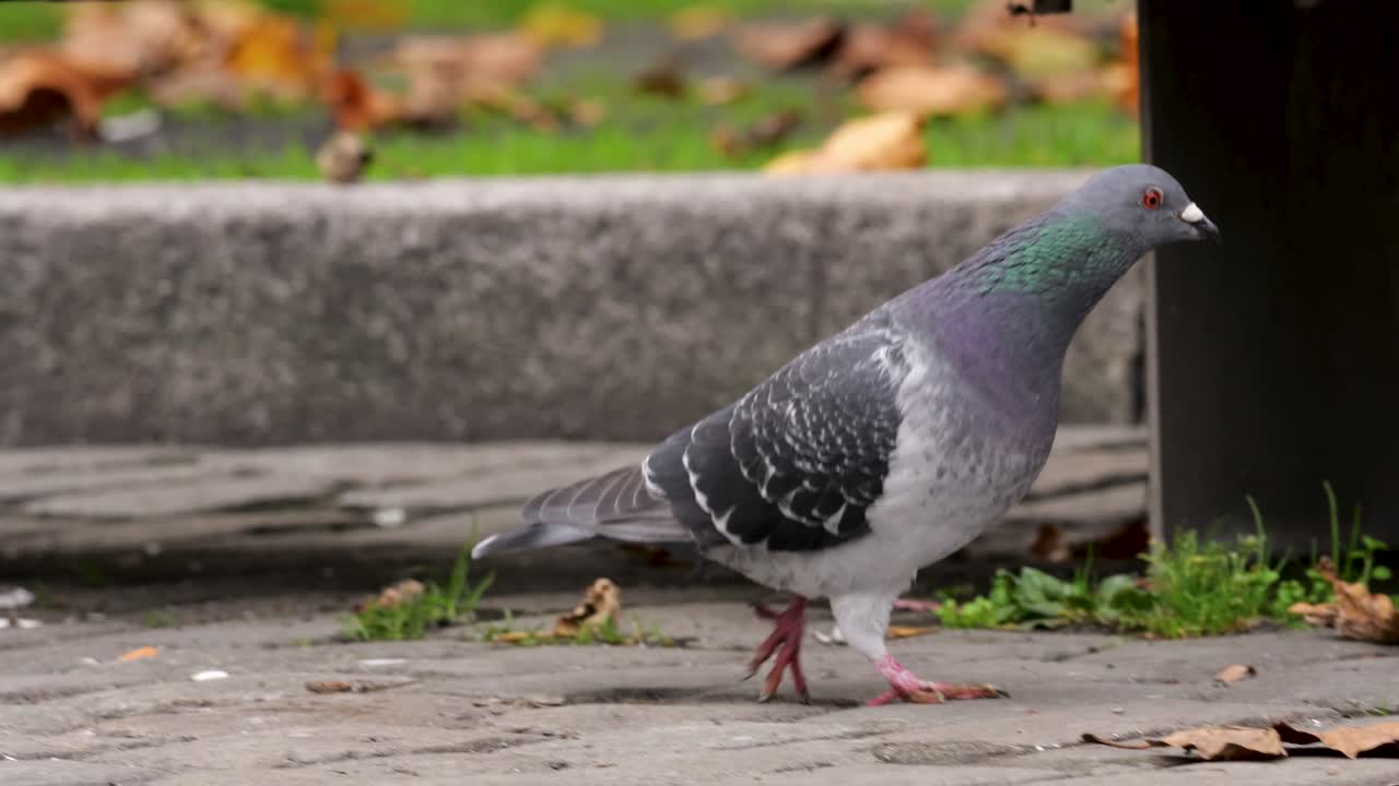 Rock pigeon walking under a stone bench in Antwerp during autumn
