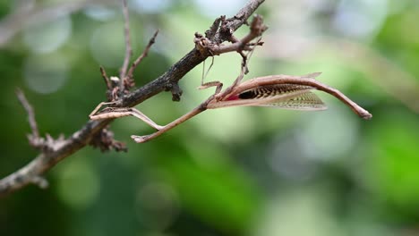 heterochaetula straminea, mantis, imágenes de 4k