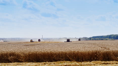 harvesting ripe wheat. agricultural machinery working on the yellow field in a summertime. seasonal works in the rural place.