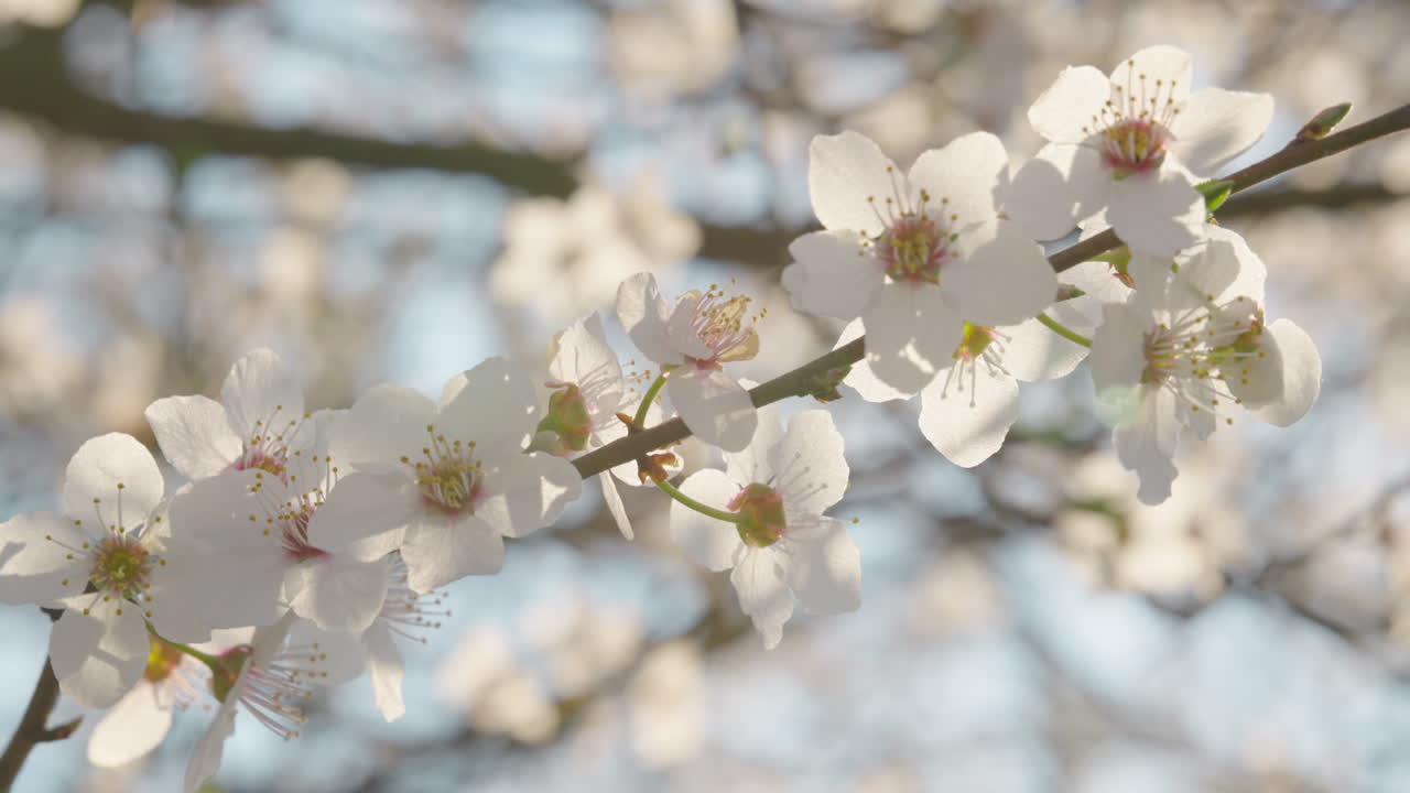 Beautiful Spring Blossoms