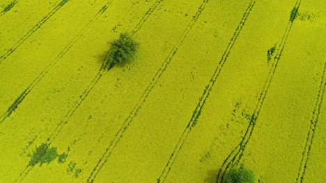 Oilseed-rape,-rapeseed-field-with-oak-tree-flyby