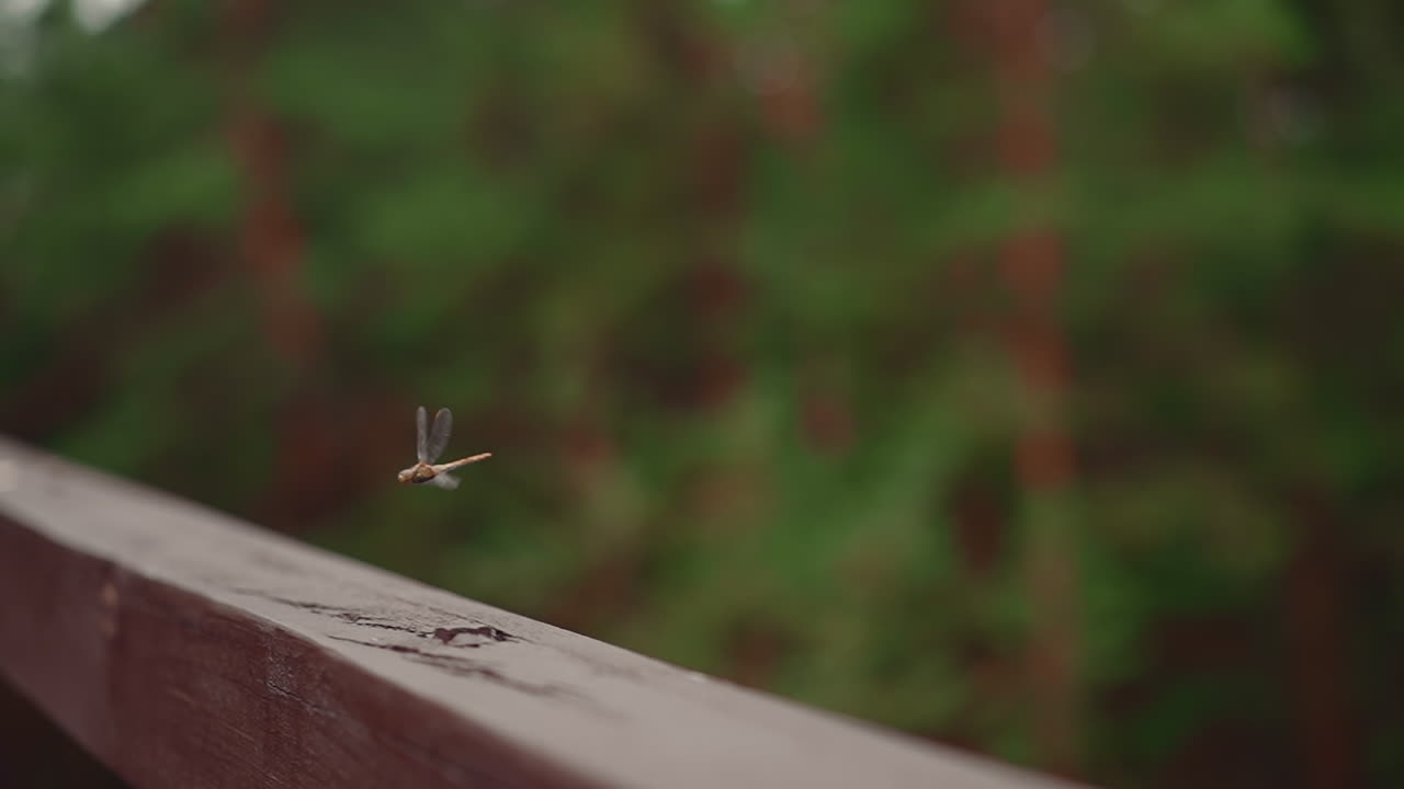 Dragonfly flies above wooden plank in green summer park