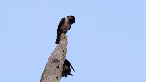 Der-Schwarzschenkelfalke-Ist-Einer-Der-Kleinsten-Raubvögel,-Die-In-Einigen-Ländern-Asiens-In-Den-Wäldern-Vorkommen