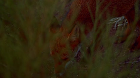 Close-up-of-red-Fox-in-alert-runs-and-eat-some-digged-food,-tracking-shot,-day