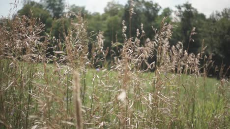 wheat field blowing in the wind