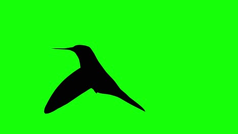 silhouette of a hummingbird flying flapping, on green screen, side view