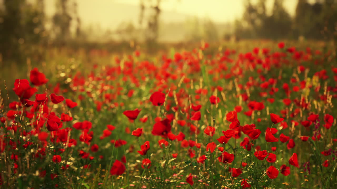 Vibrant poppy field blooming under golden light in early summer landscape
