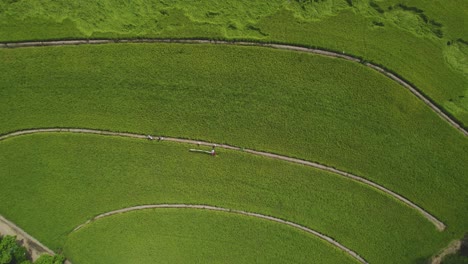 fotografía aérea de campos de arroz en américa del sur