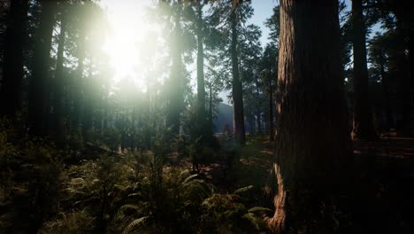 Giant-Sequoia-Trees-at-summertime-in-Sequoia-National-Park,-California