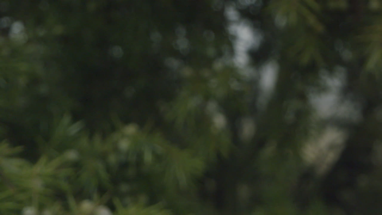 Dolly out of a evergreen tree with a probe lens. Small branches enter the frame one by one. Commercial soft light.