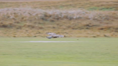 Large-gray-eagle-bird-of-prey-flying-low-above-a-field-and-landing