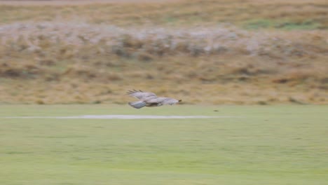 large gray eagle bird of prey flying low above a field and landing