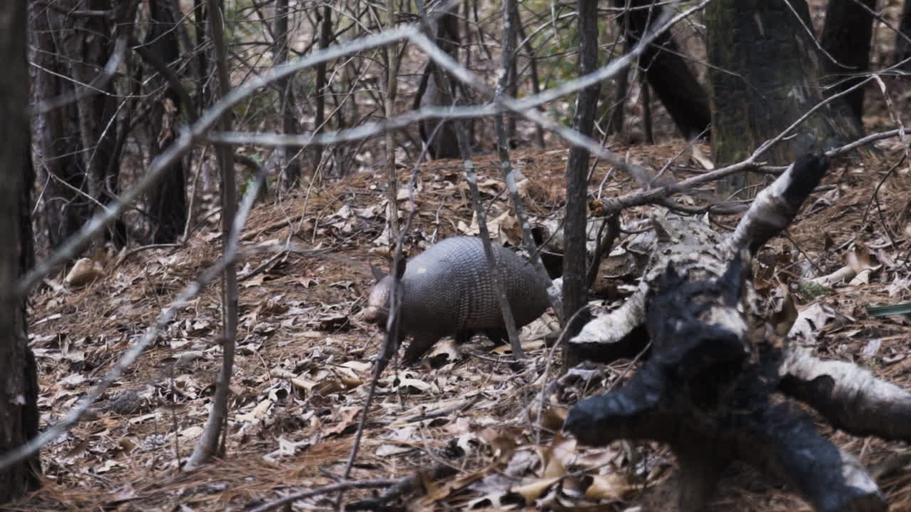 Un armadillo adulto nei boschi di pini del Texas orientale scava tra foglie e sottobosco