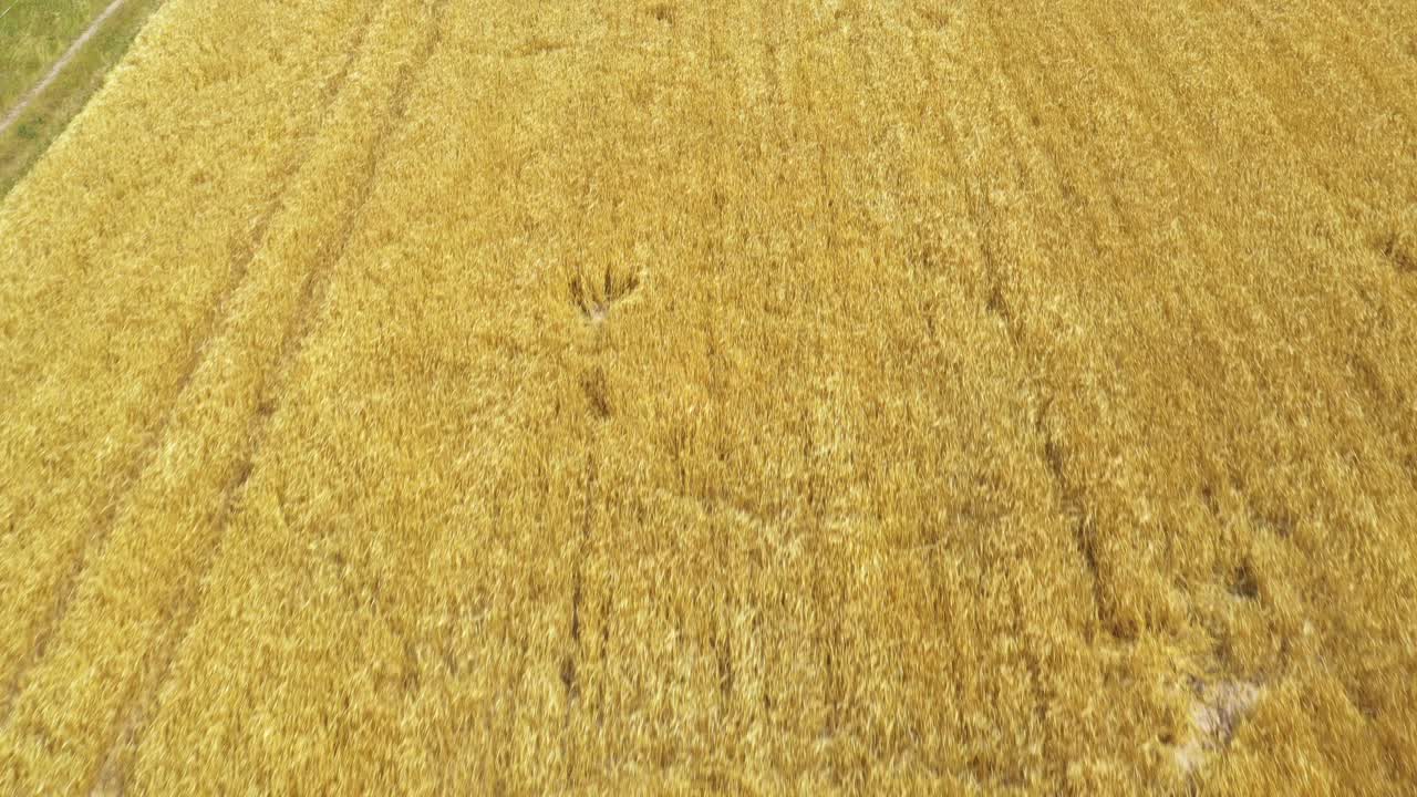 clip cinematográfico aéreo: drone volando sobre un campo de trigo durante la puesta de sol