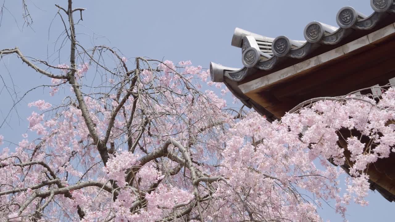 Slow rotating shot over rooftop of Japanese temple with Sakura cherry blossoms