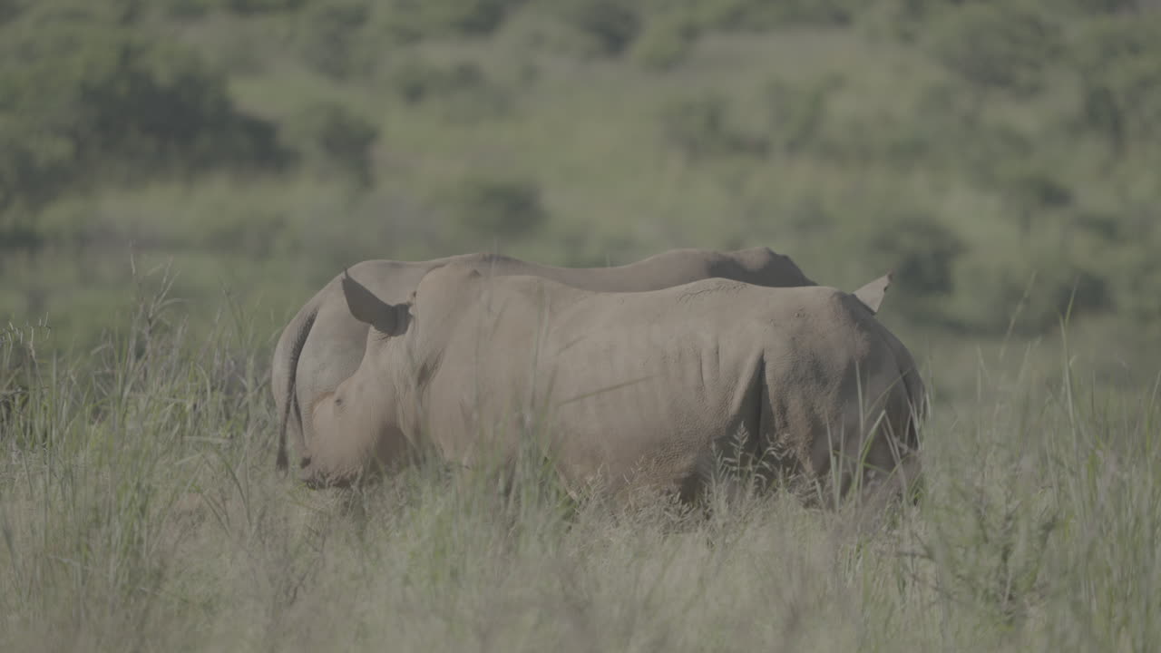 웅장한 코소 한 마리가 코소 집단 가운데 남아프리카 사바나의 초원에서 평화롭게 먹이를 먹고 있다.