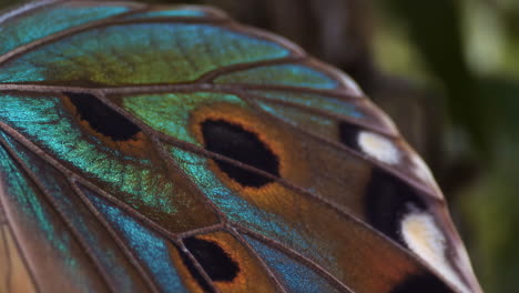 close-up of butterfly wing
