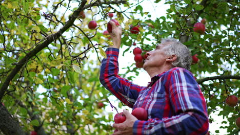 grey-haired man in checkered shirt picks red apples from a tree. season of fruit harvesting in the garden. blurred backdrop.