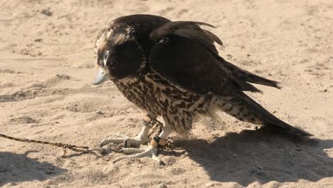 falcon in the sun