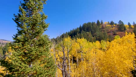 Bosque-De-álamos-Con-Hojas-Amarillas-De-Otoño-En-La-Montaña-Rocosa---Retroceda-La-Vista-Aérea-Descendente-Mientras-Se-Inclina-Hacia-Arriba