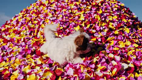 small dog playing among colorful rose petals