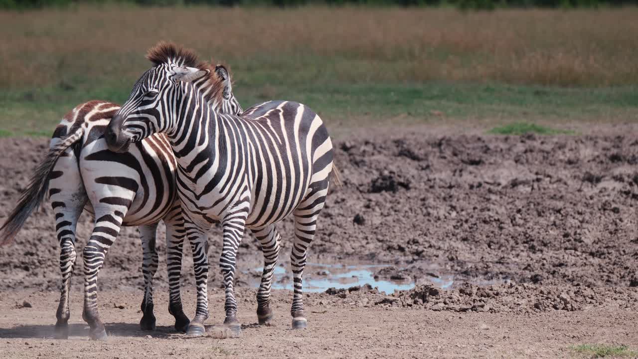 Pair Of Zebras On Their Habitats In Ol Pejeta Conservancy, Kenya, Africa