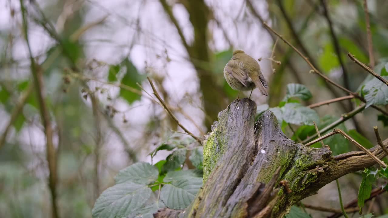 Rear view of robin flying off branch into distance, wings open mid-flight in soft light
