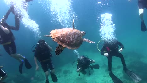 Hawksbill-turtle-at-Koh-Tao-7