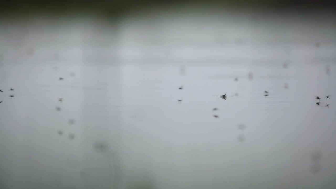 穏やかな水面を飛び交う昆虫の群れ