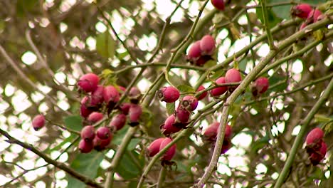 Red-rose-hips-growing-in-a-hedgerow-near-to-Oakham-in-the-English-county-of-Rutland-in-the-United-Kingdom